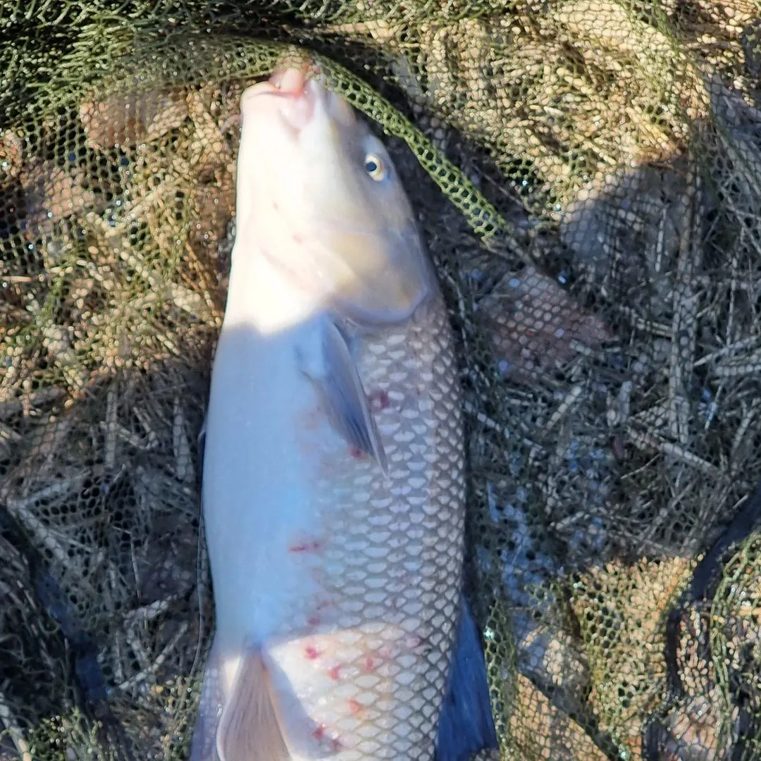 The most recent Northern barbel catches on Fishbrain