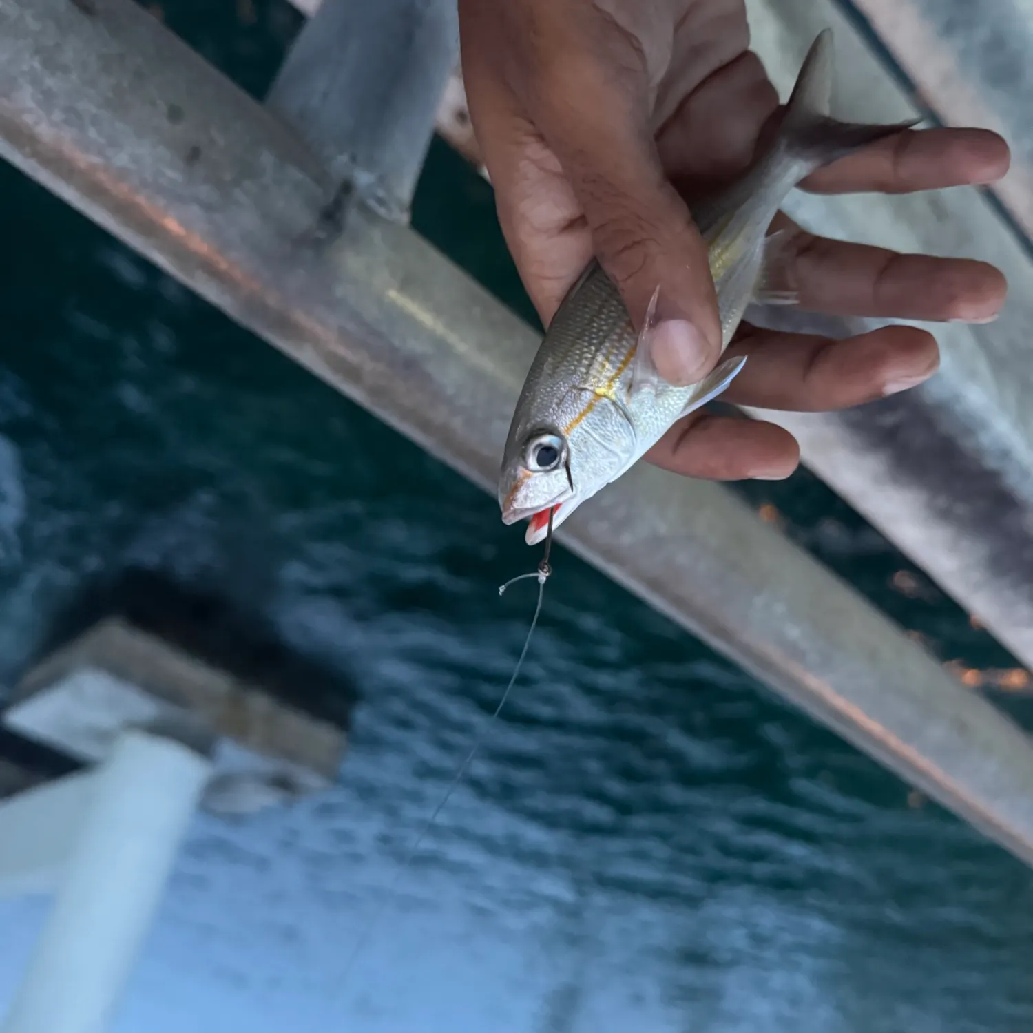 The most recent Tomtate grunt catches on Fishbrain