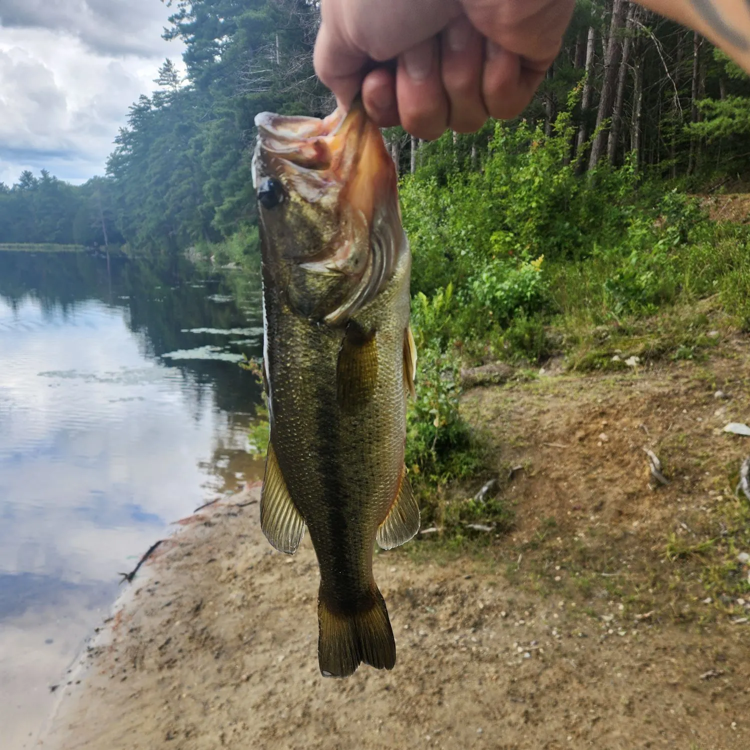Largemouth bass caught on Fishbrain