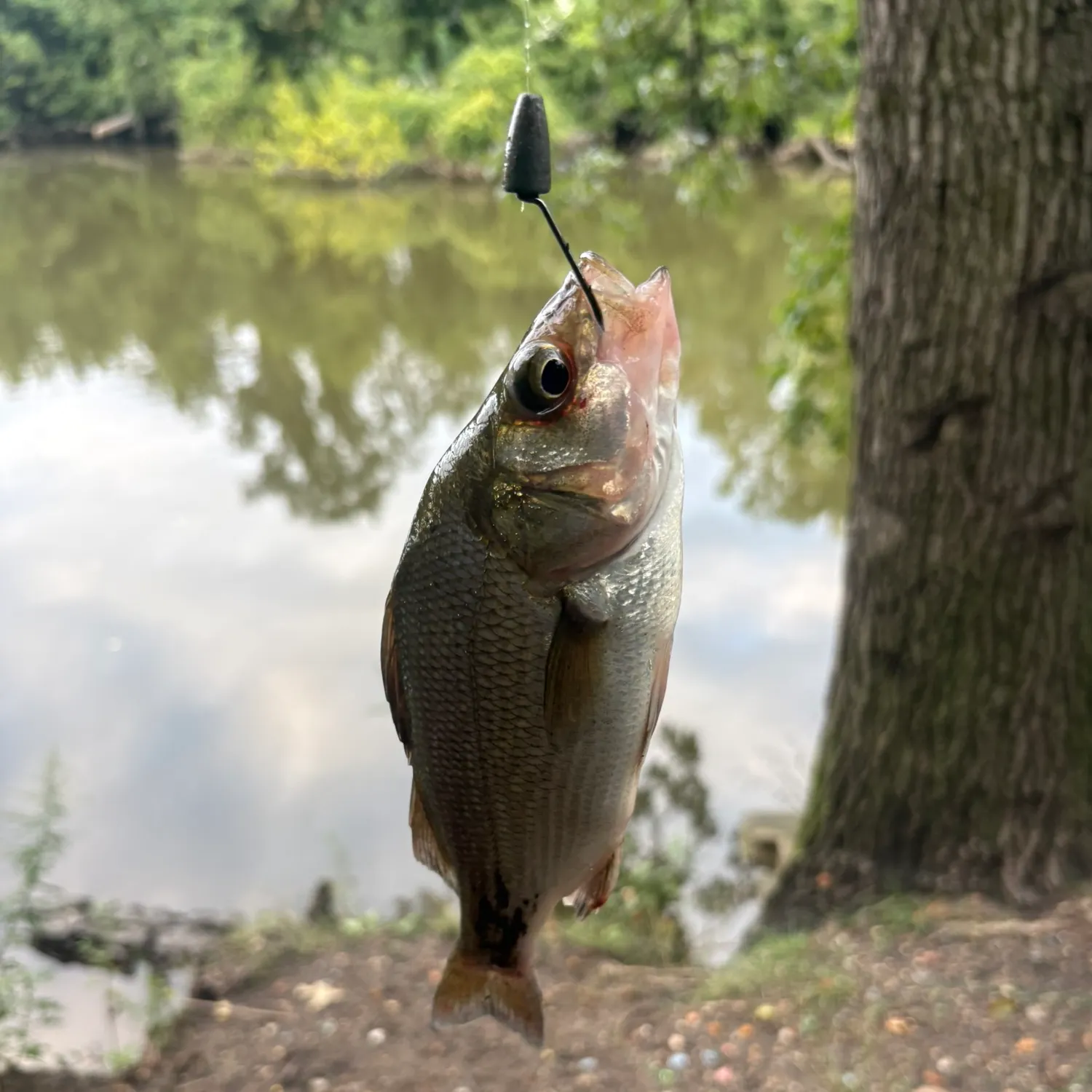 Channel catfish caught on Fishbrain
