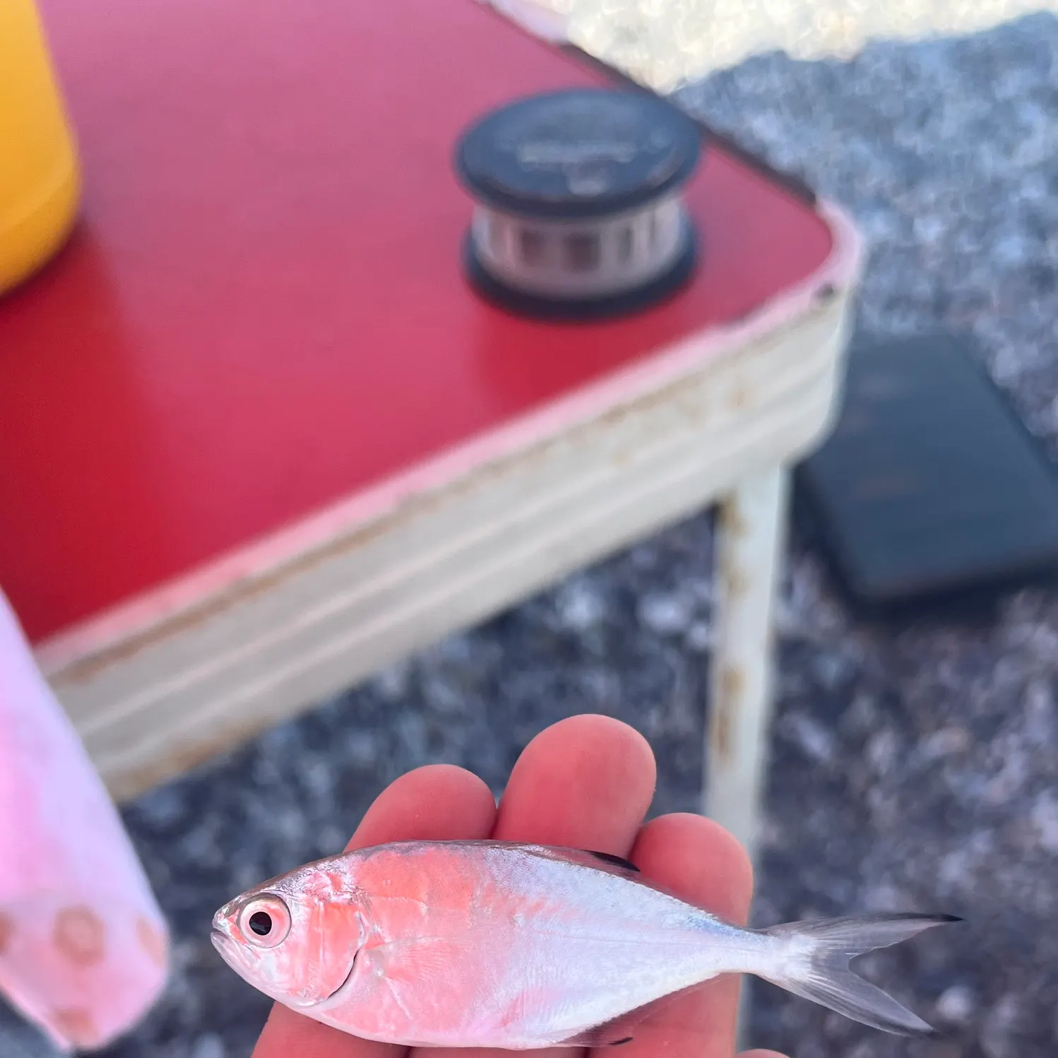 Saddled seabream caught on Fishbrain