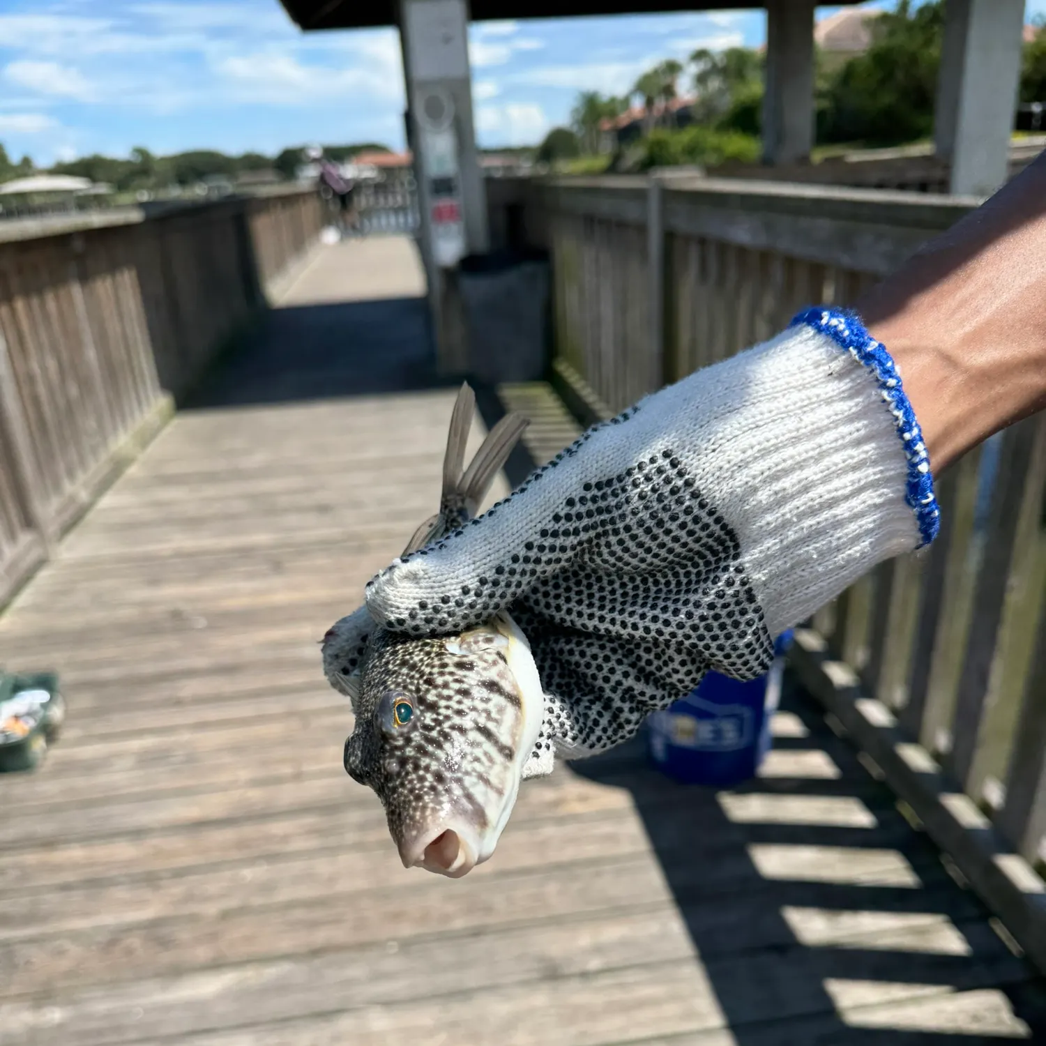 Southern puffer caught on Fishbrain