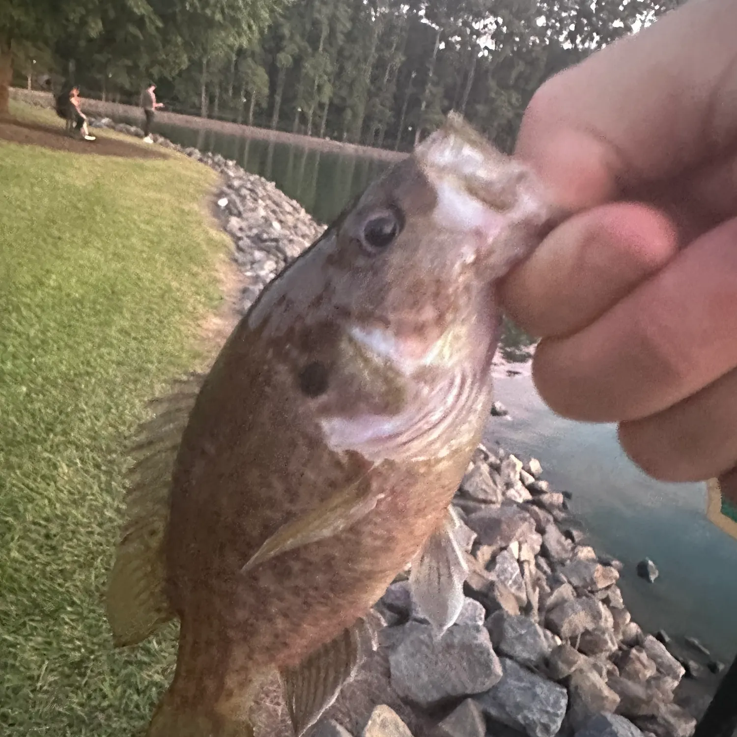 Warmouth caught on Fishbrain
