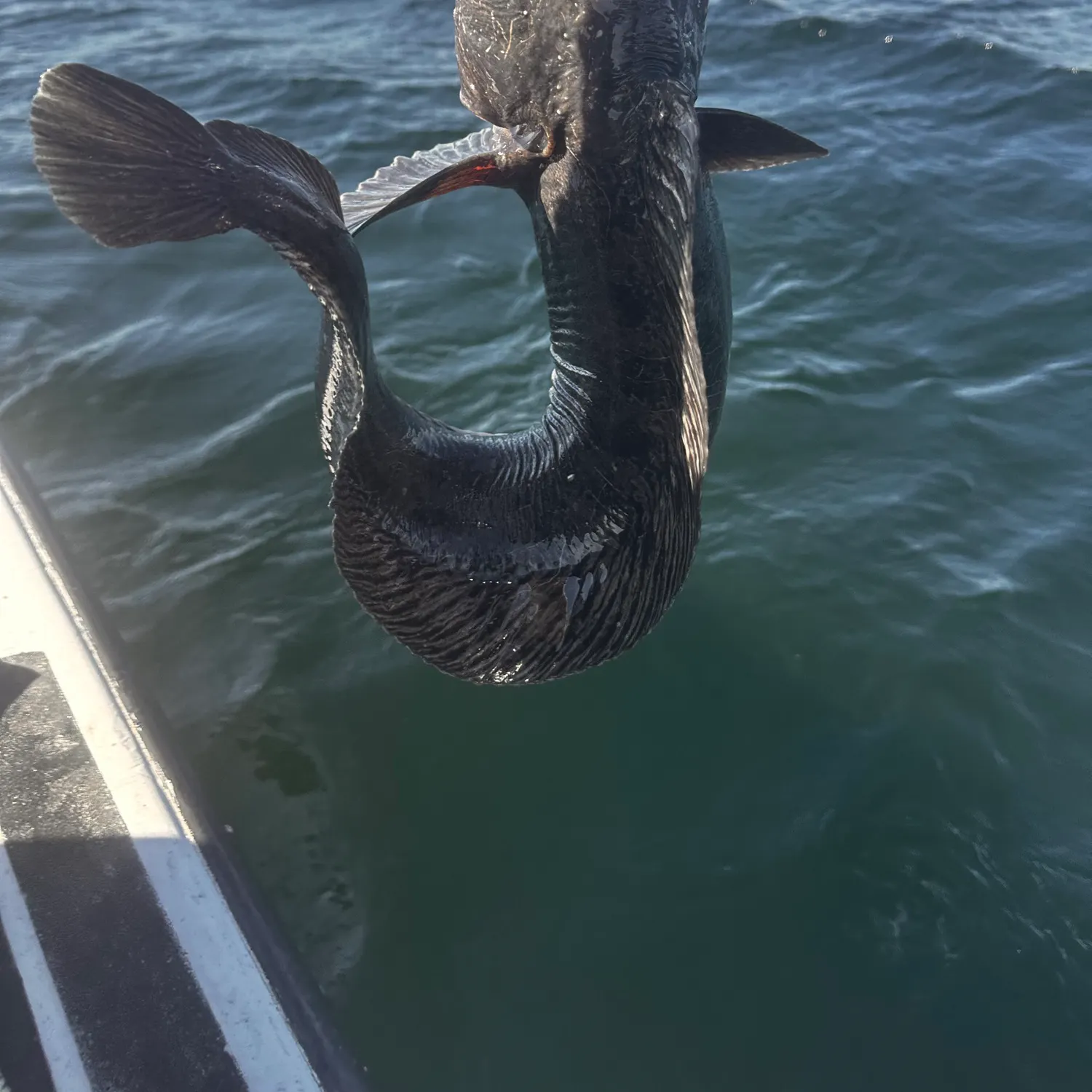 The most recent Atlantic wolffish catches on Fishbrain