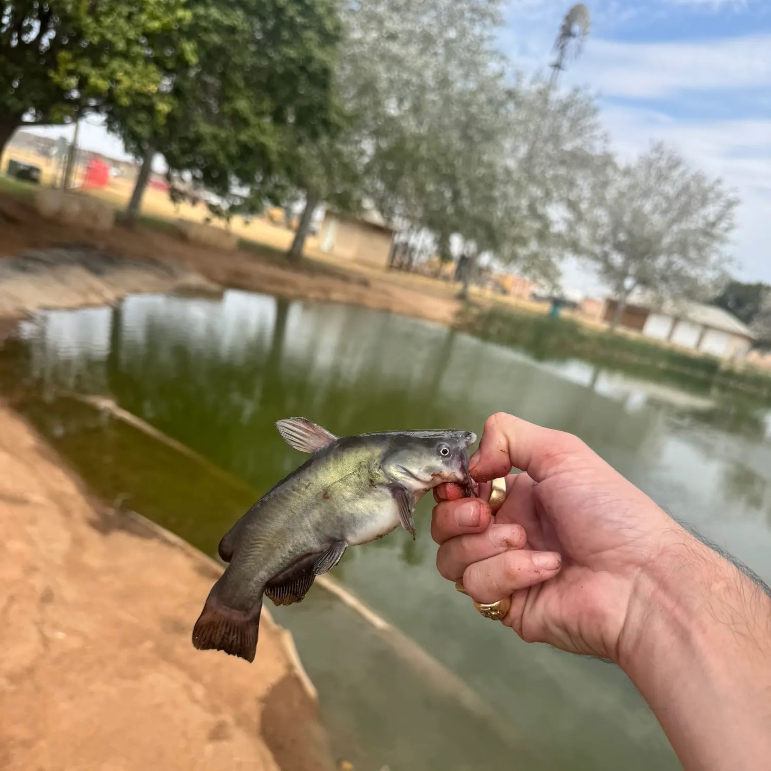 Black bullhead caught on Fishbrain