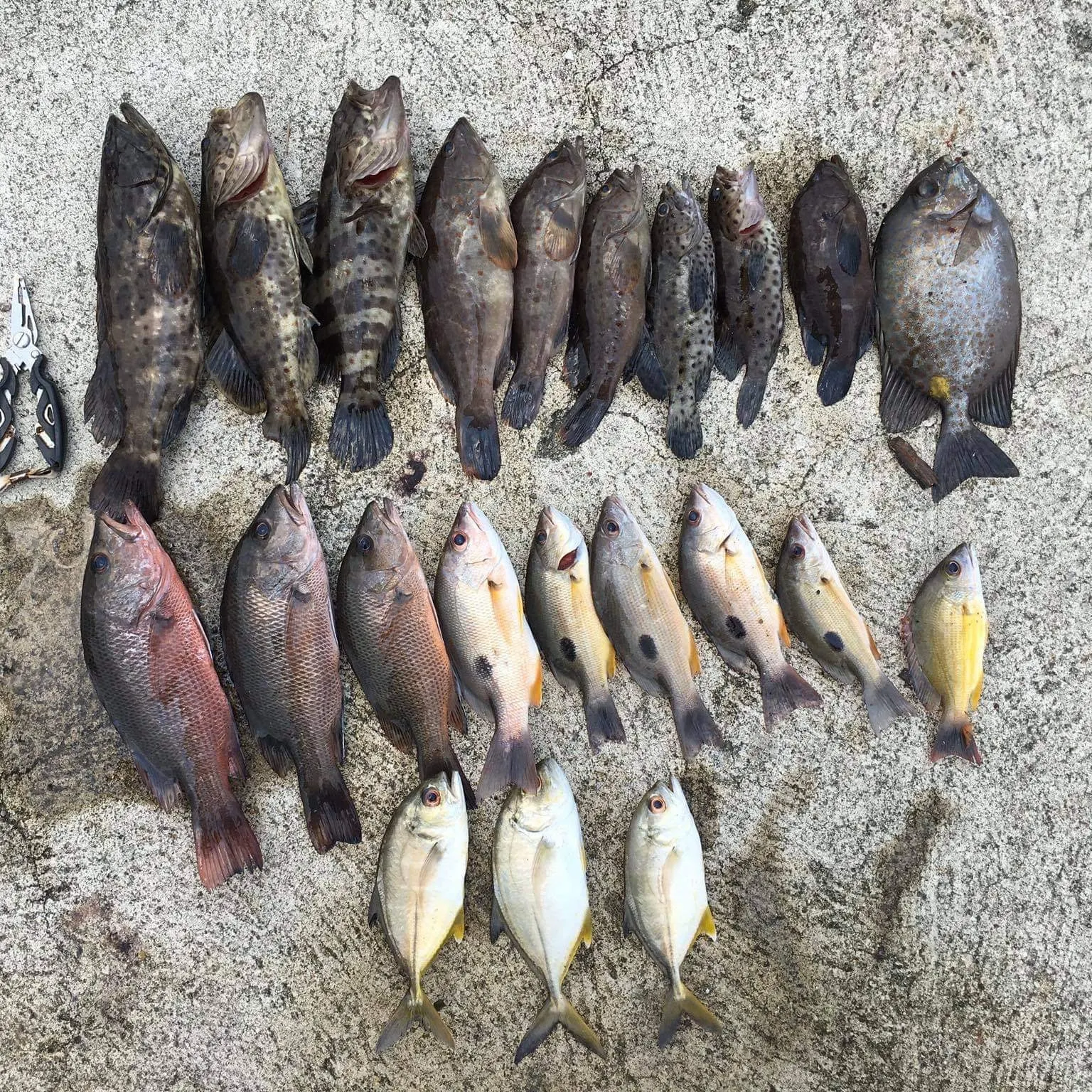 recently logged catches