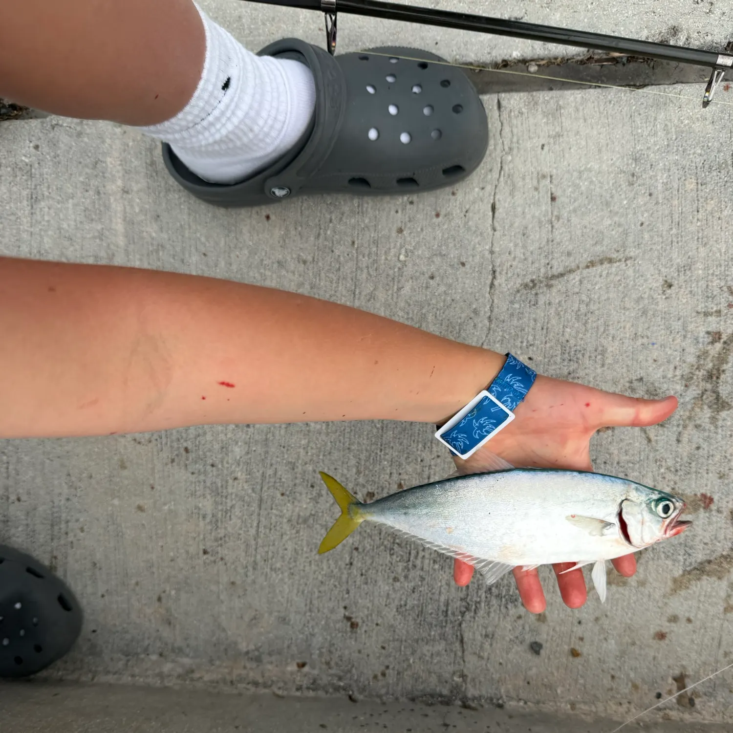 The most recent Atlantic bumper catches on Fishbrain