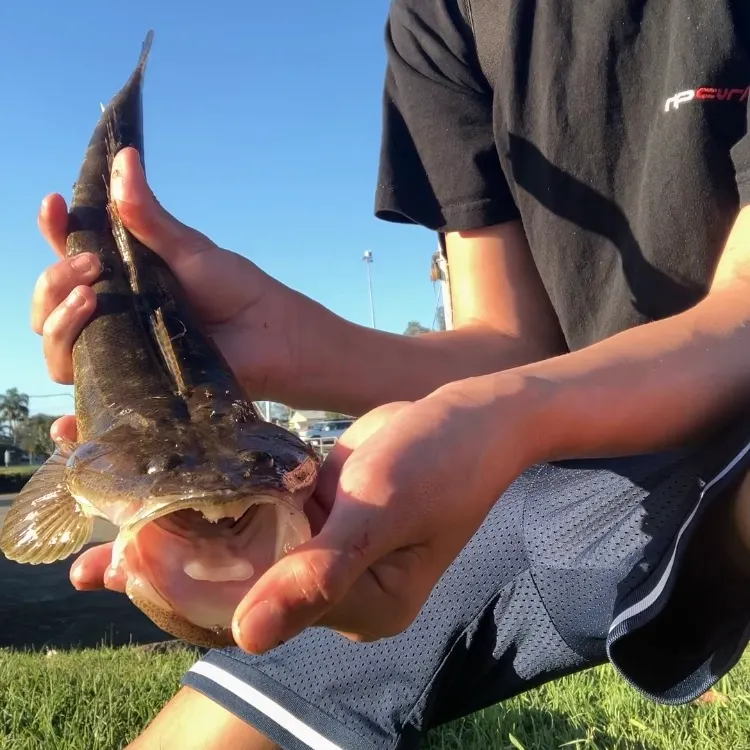Dusky flathead caught on Fishbrain