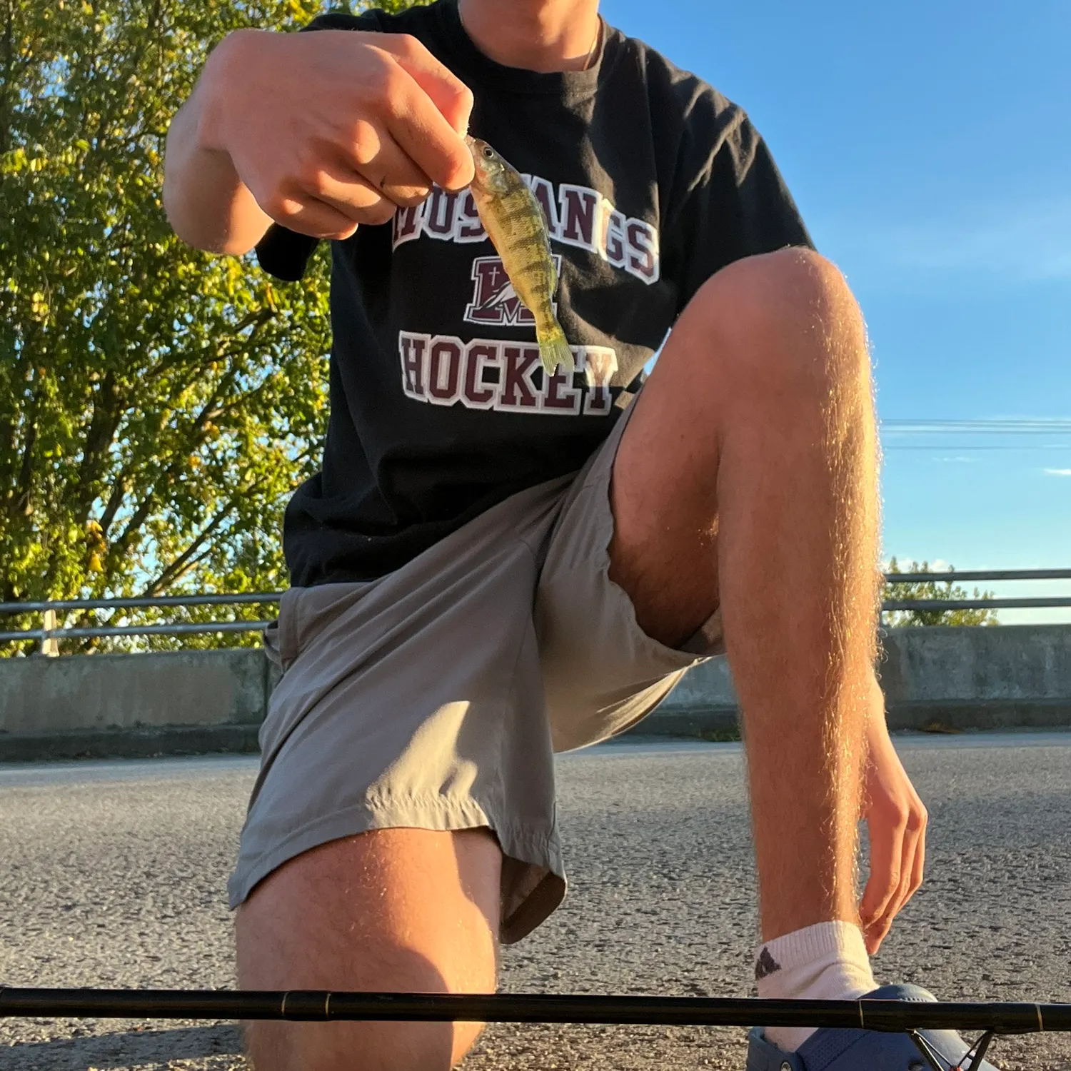 Yellow perch caught on Fishbrain