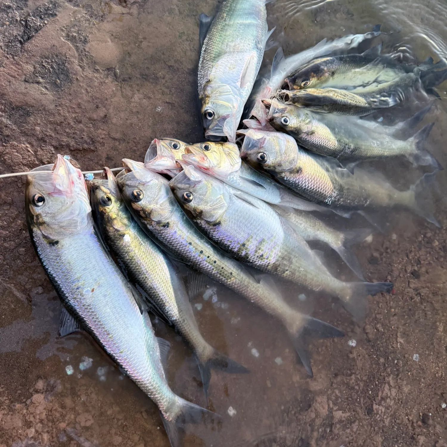 The most recent American shad catches on Fishbrain