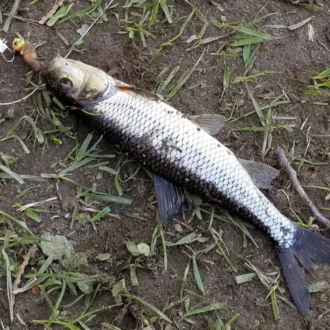 The most recent Fallfish catches on Fishbrain