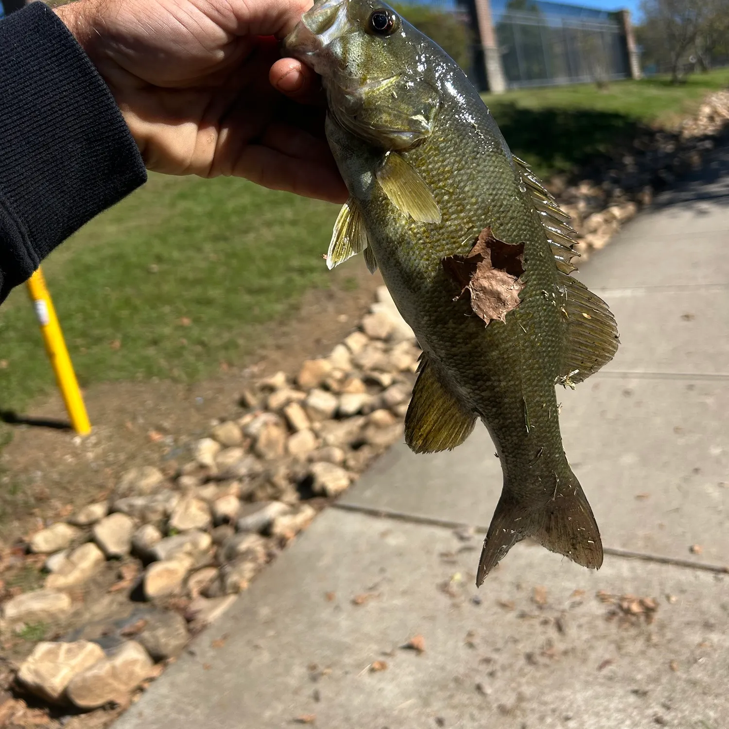 Smallmouth bass caught on Fishbrain