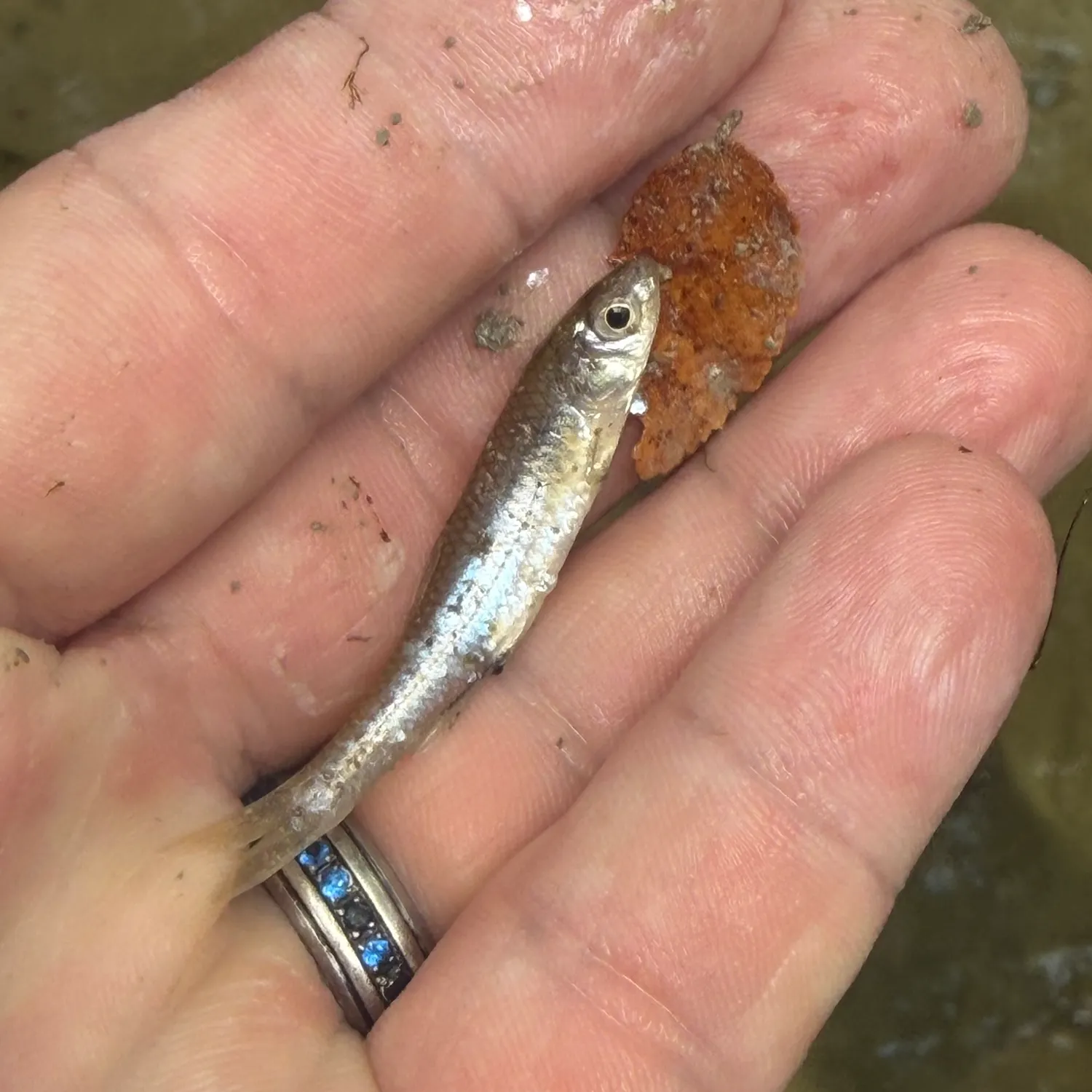 The most recent Texas shiner catches on Fishbrain