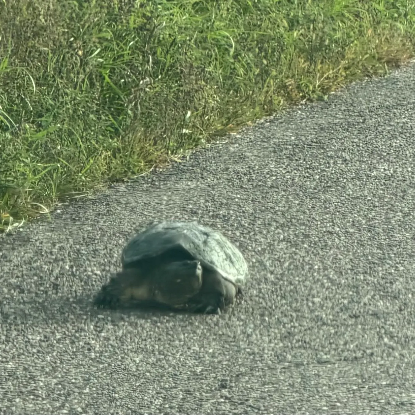 Common snapping turtle caught on Fishbrain