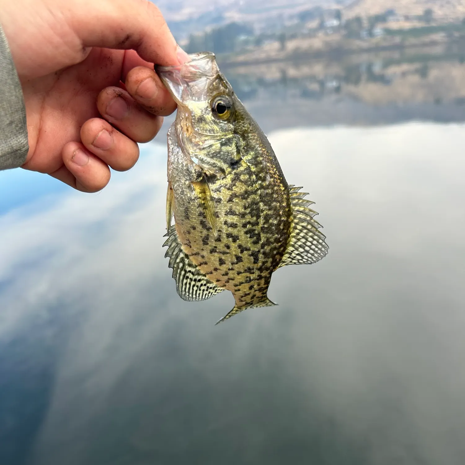 Black crappie caught on Fishbrain
