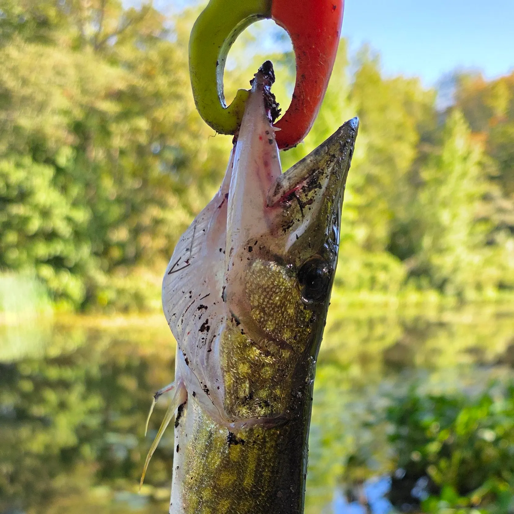 Chain pickerel caught on Fishbrain