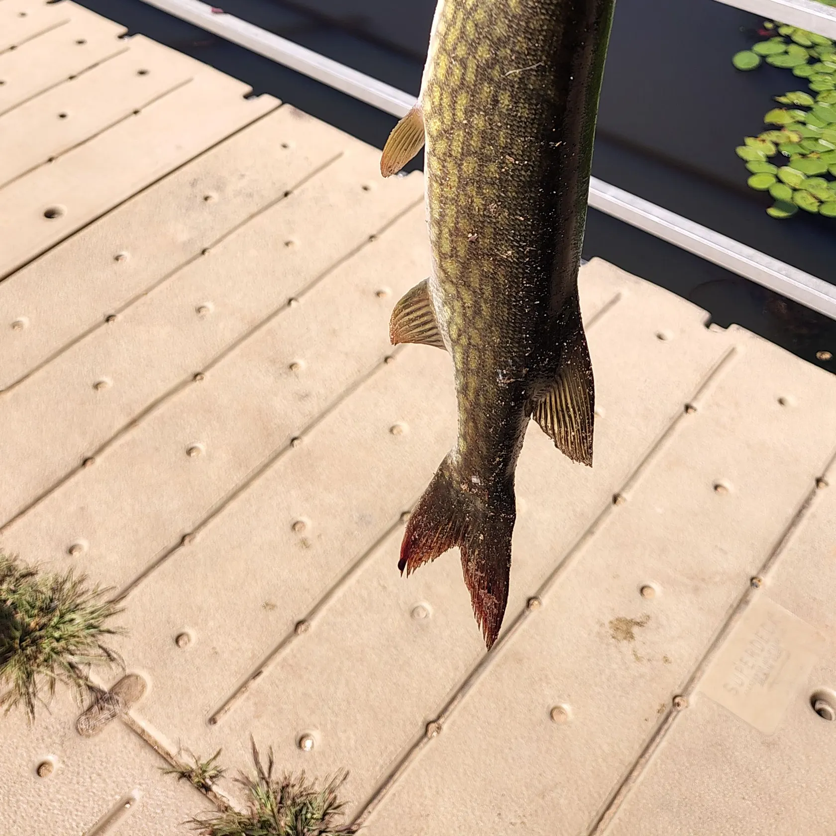 Chain pickerel caught on Fishbrain