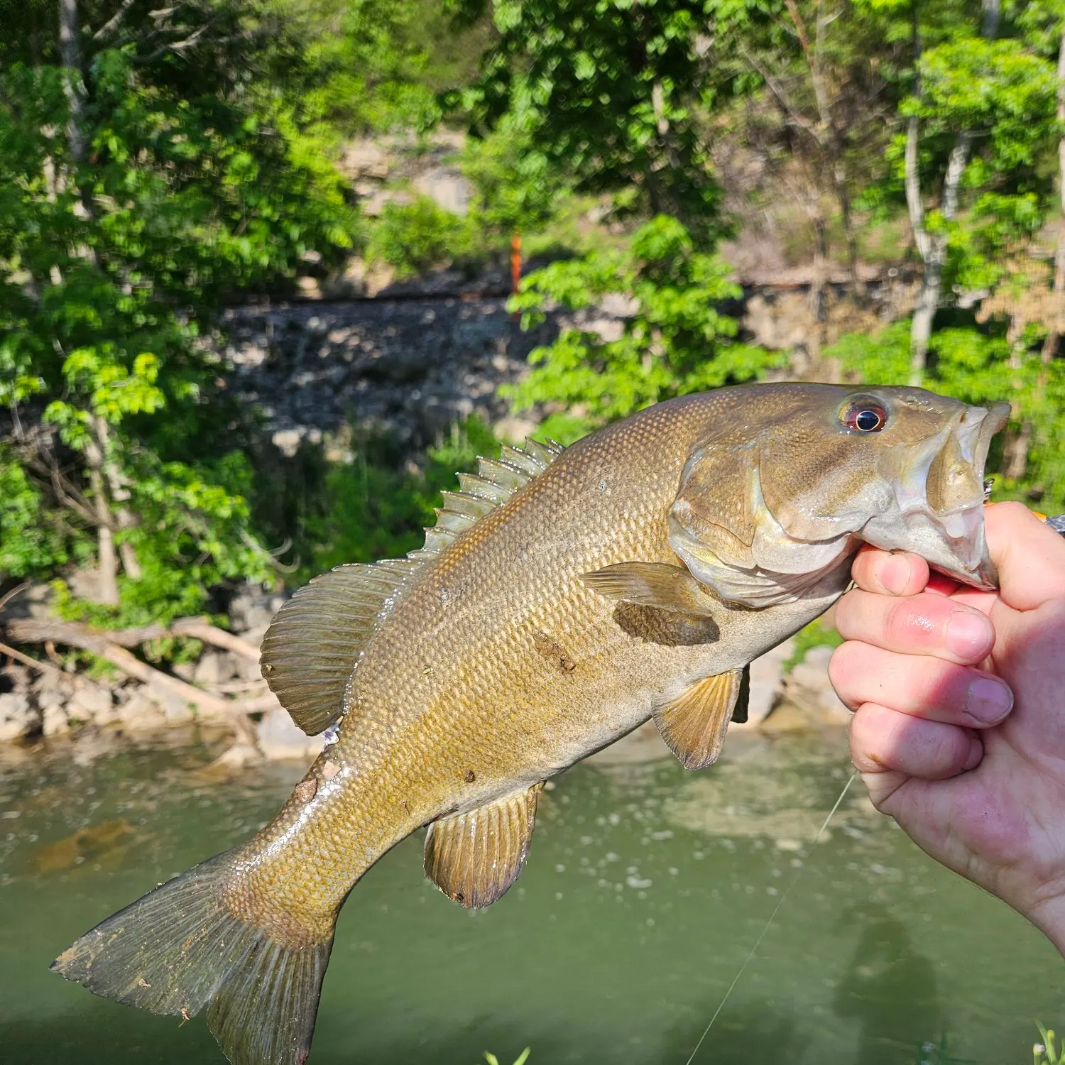 The most recent Neosho bass catches on Fishbrain