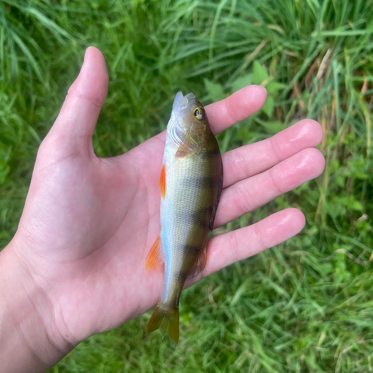 Fish caught on Fishbrain