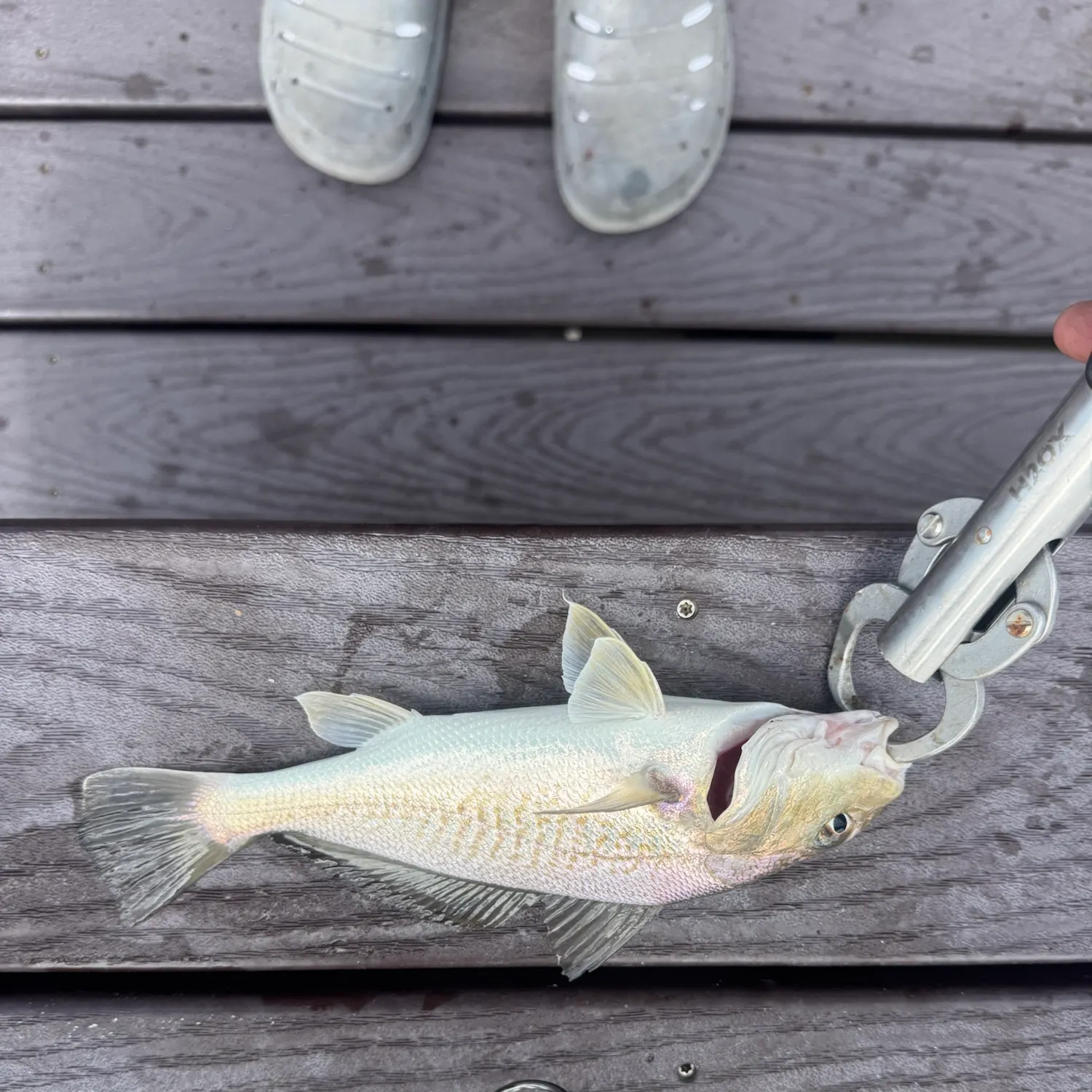 Atlantic croaker caught on Fishbrain
