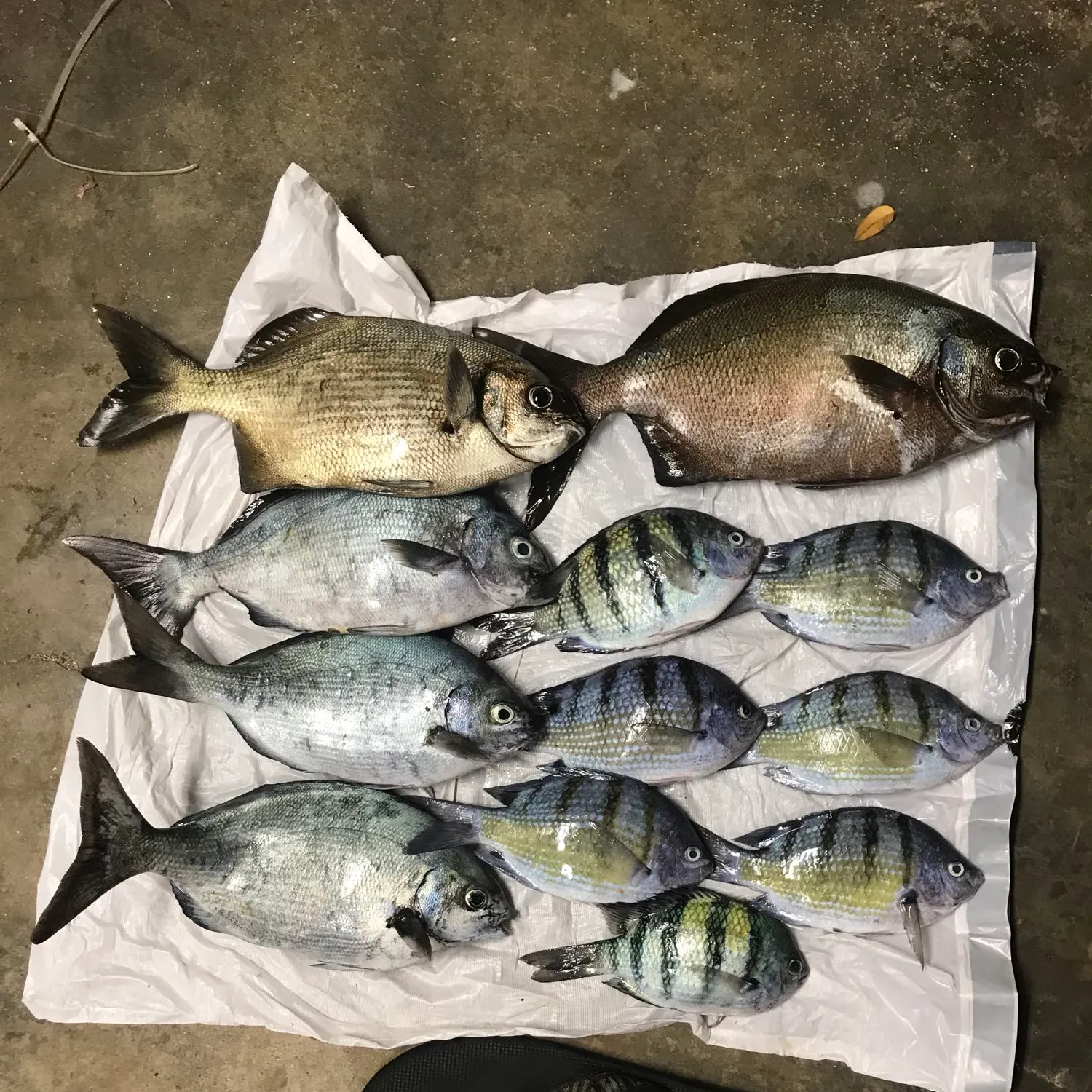 recently logged catches