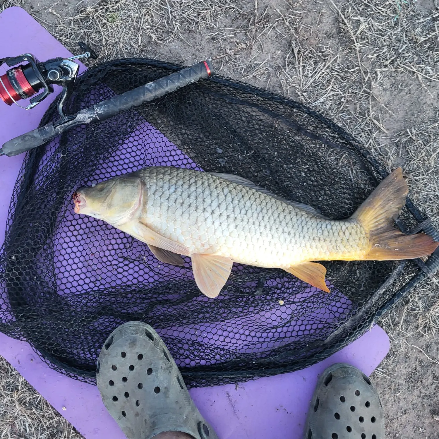 Common carp caught on Fishbrain