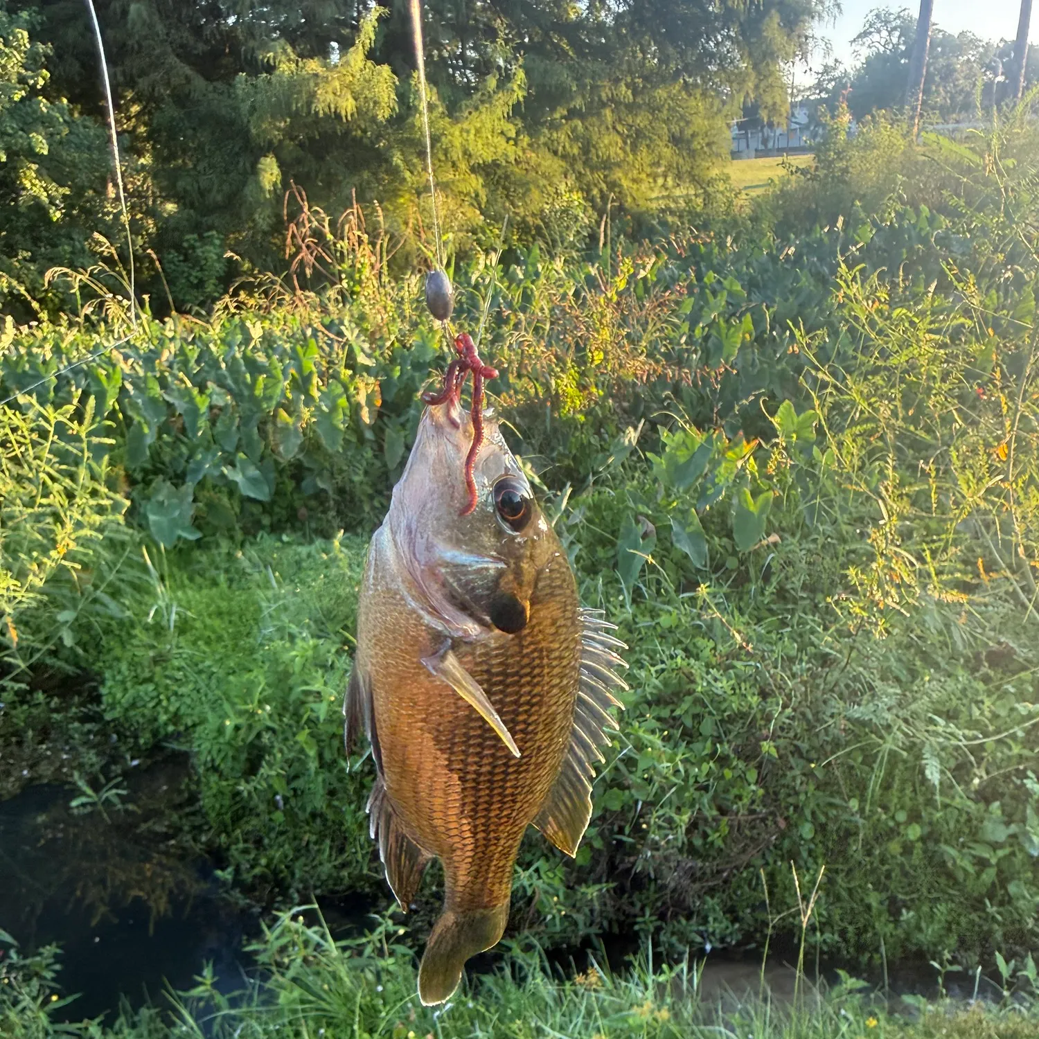 Redspotted sunfish caught on Fishbrain