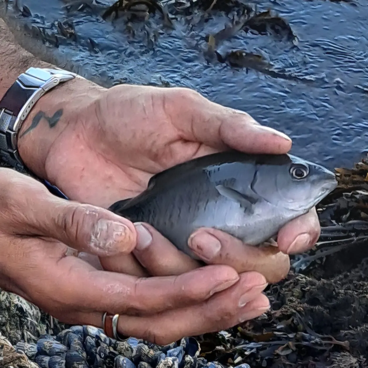 The most recent Halfmoon catches on Fishbrain