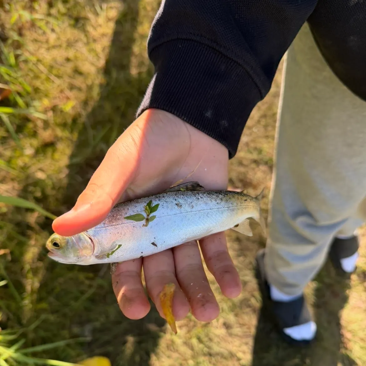 Fish caught on Fishbrain