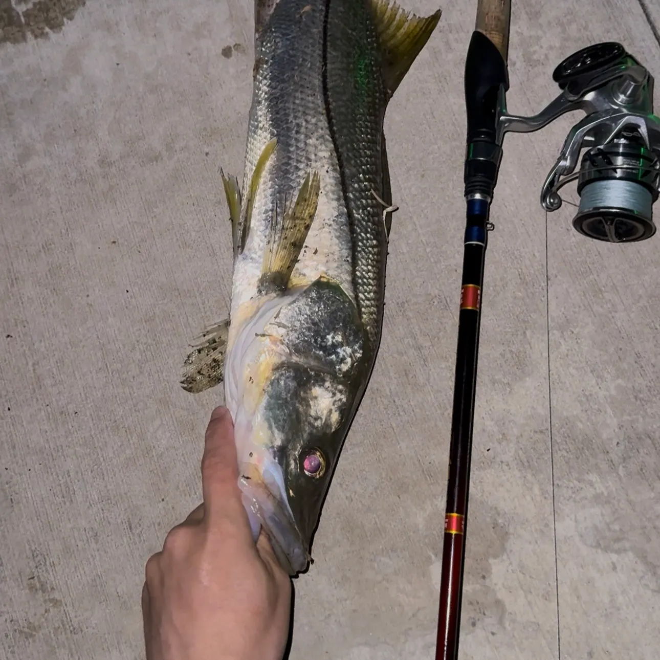 recently logged catches