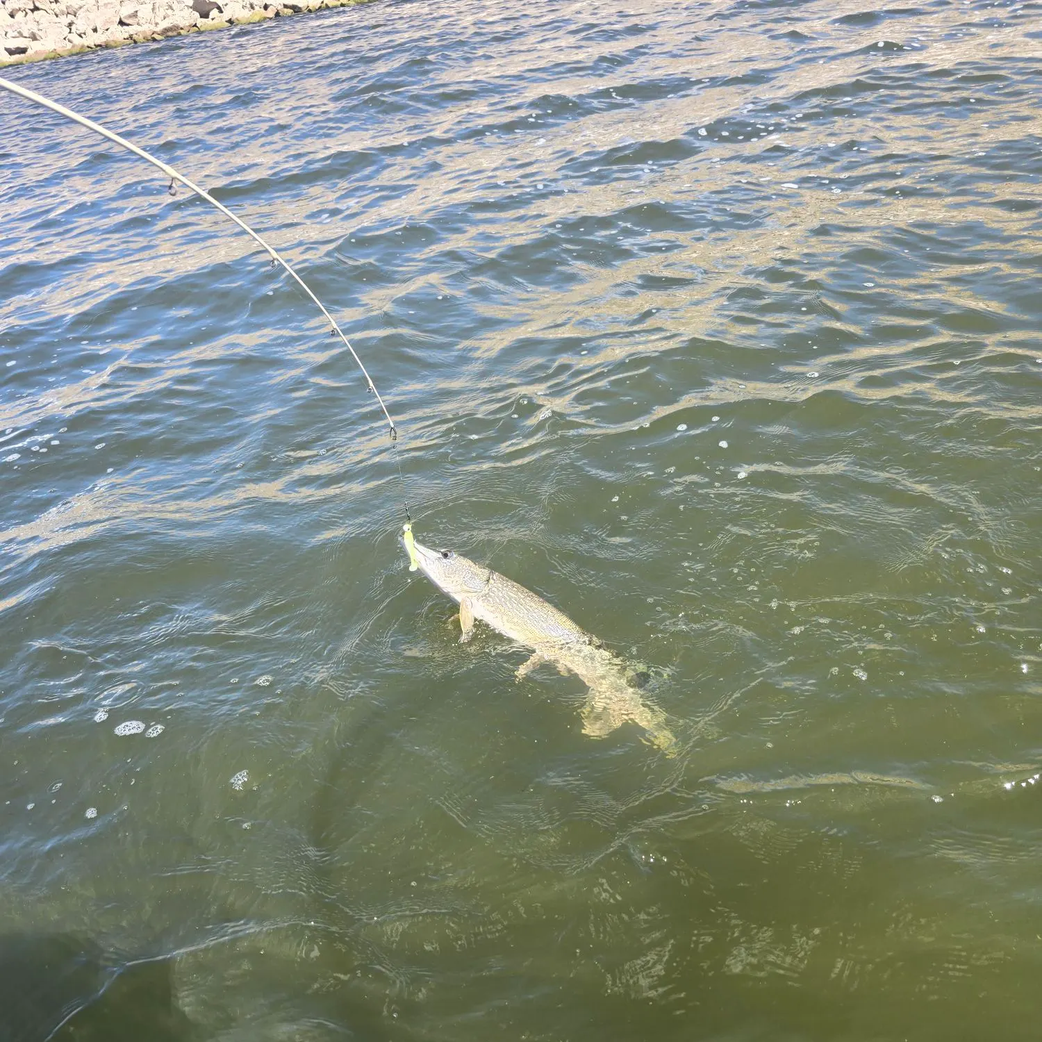Northern pike caught on Fishbrain