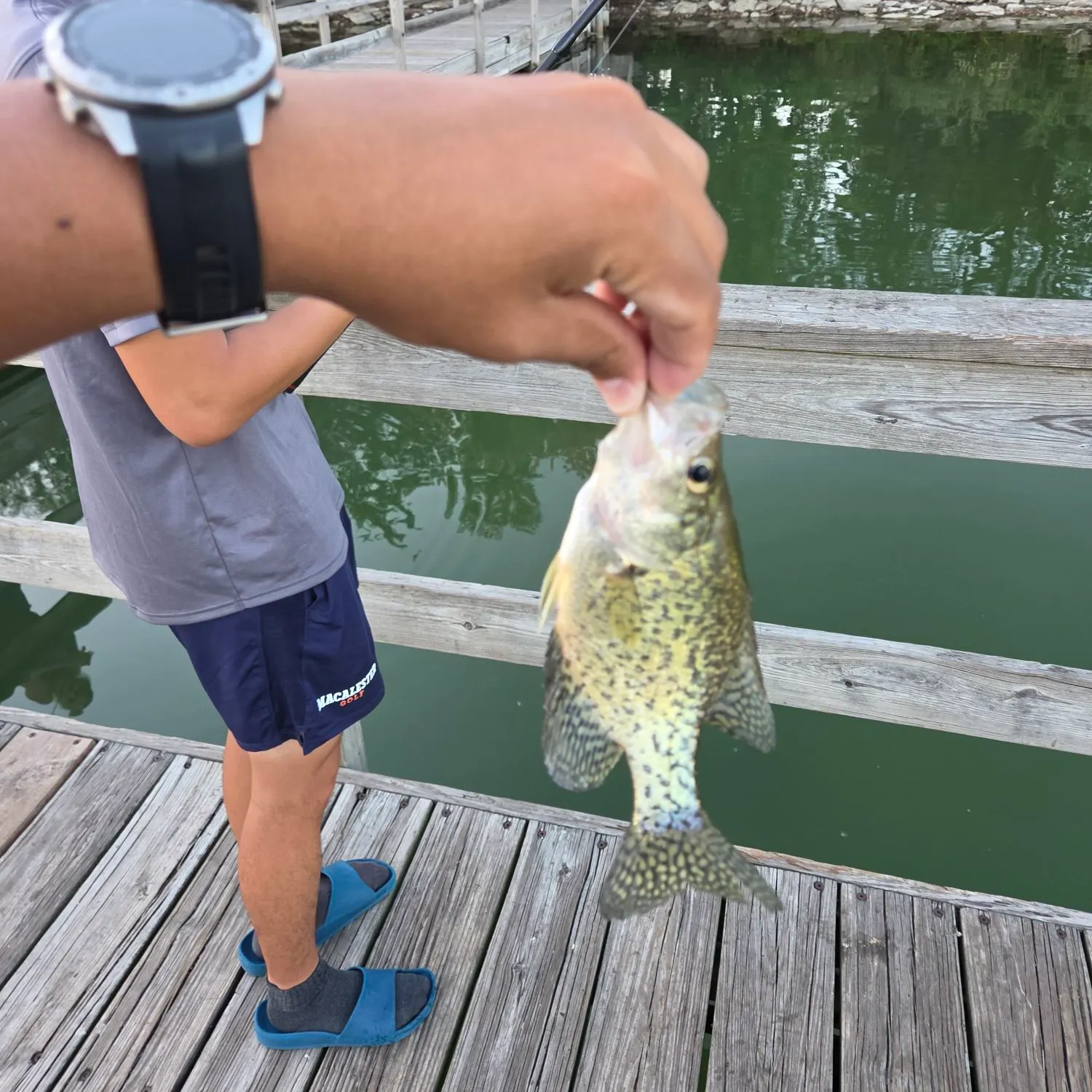 Black crappie caught on Fishbrain