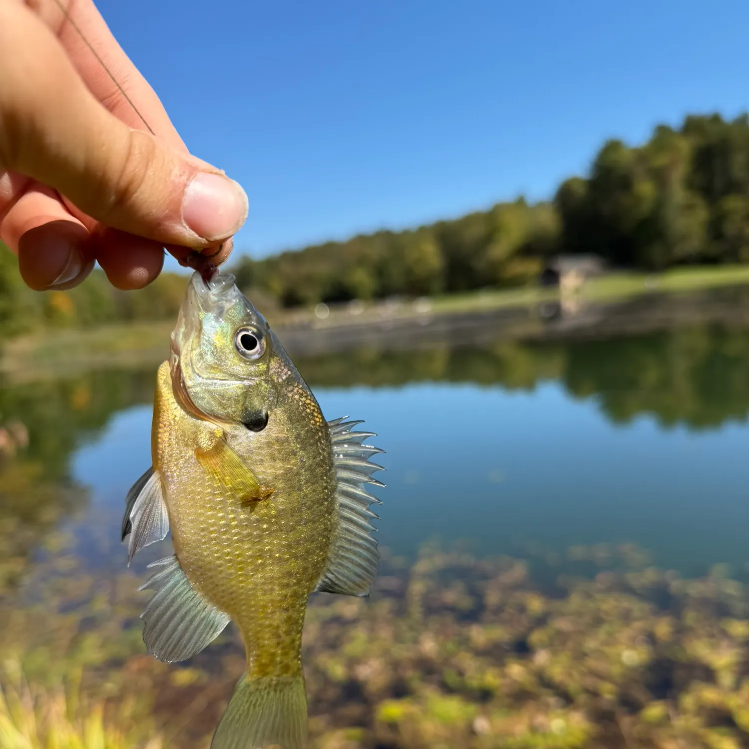 Bluegill caught on Fishbrain
