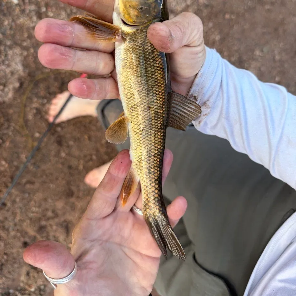 The most recent Longnose sucker catches on Fishbrain
