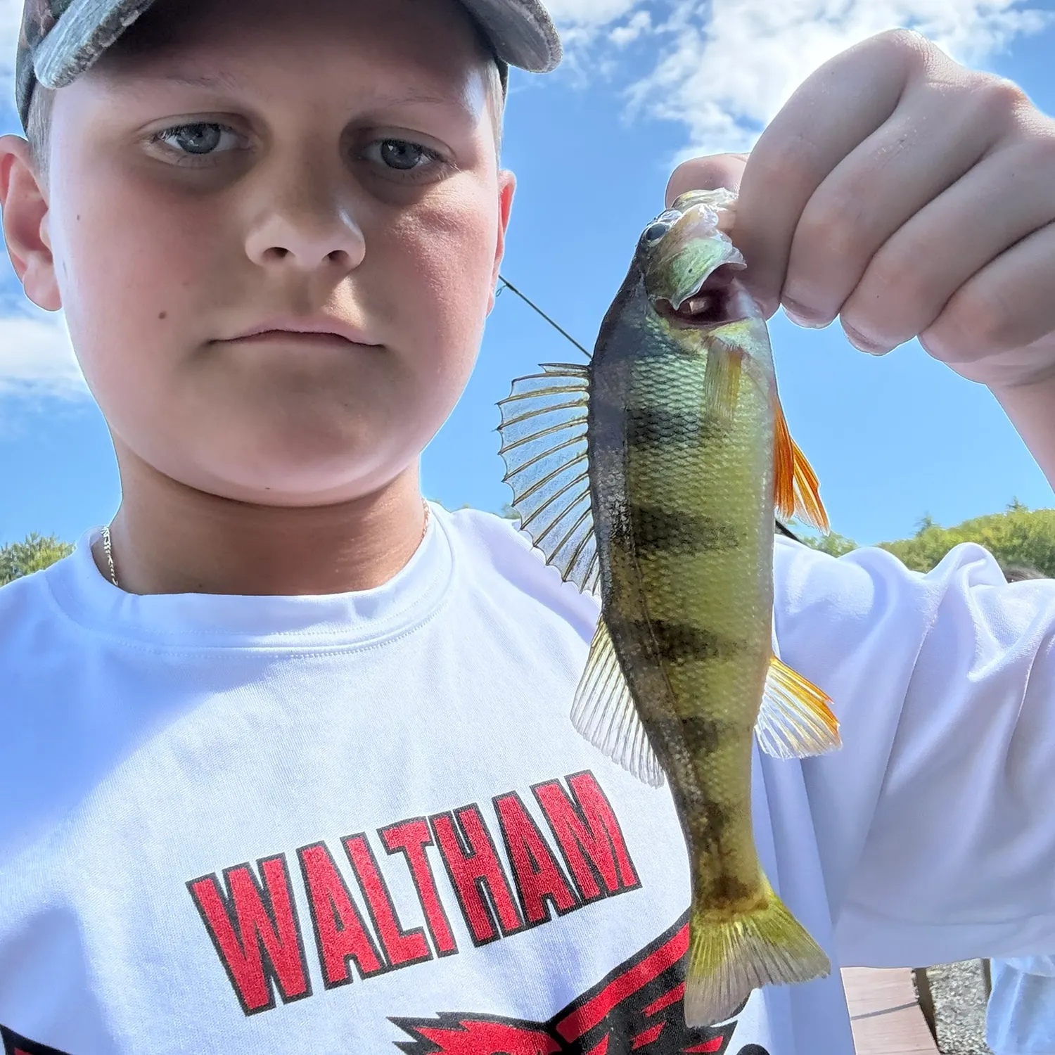 Yellow perch caught on Fishbrain