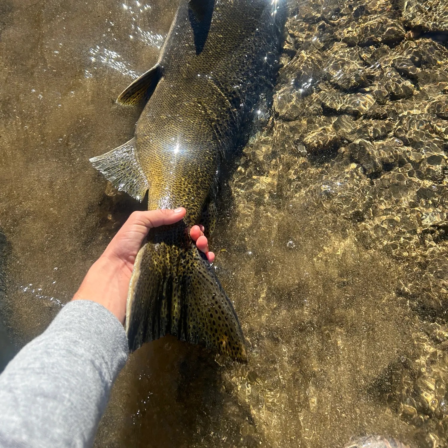 Chinook salmon caught on Fishbrain
