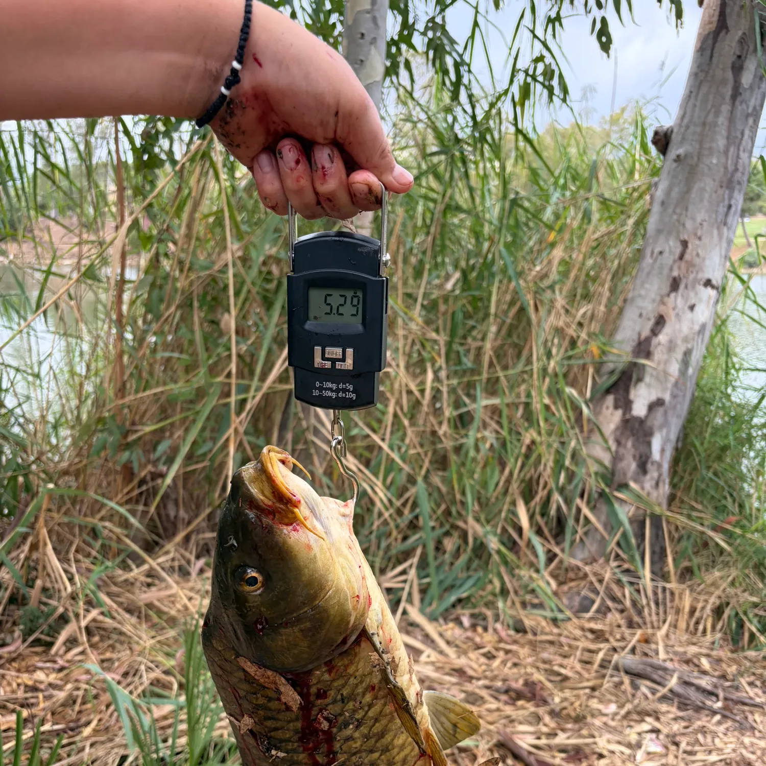 Common carp caught on Fishbrain