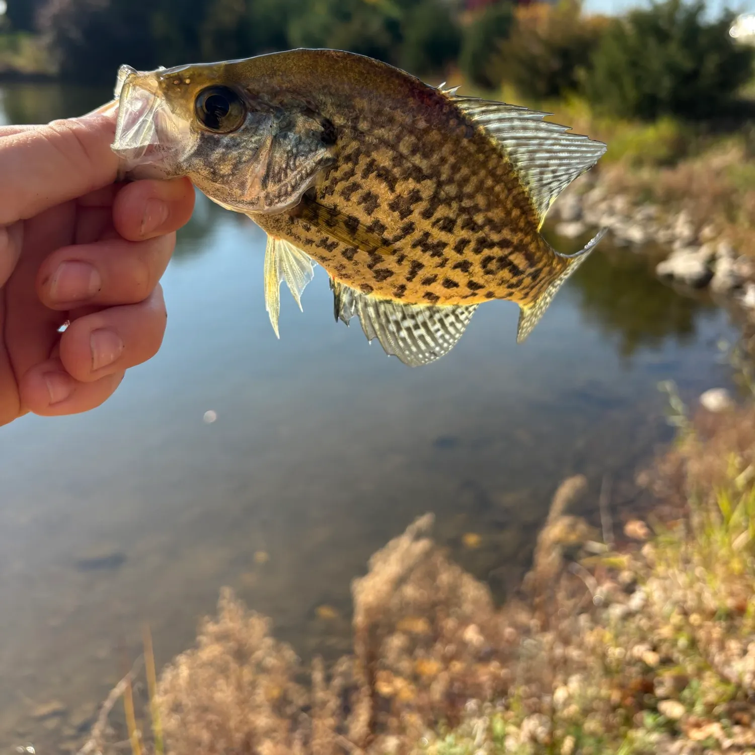 Black crappie caught on Fishbrain