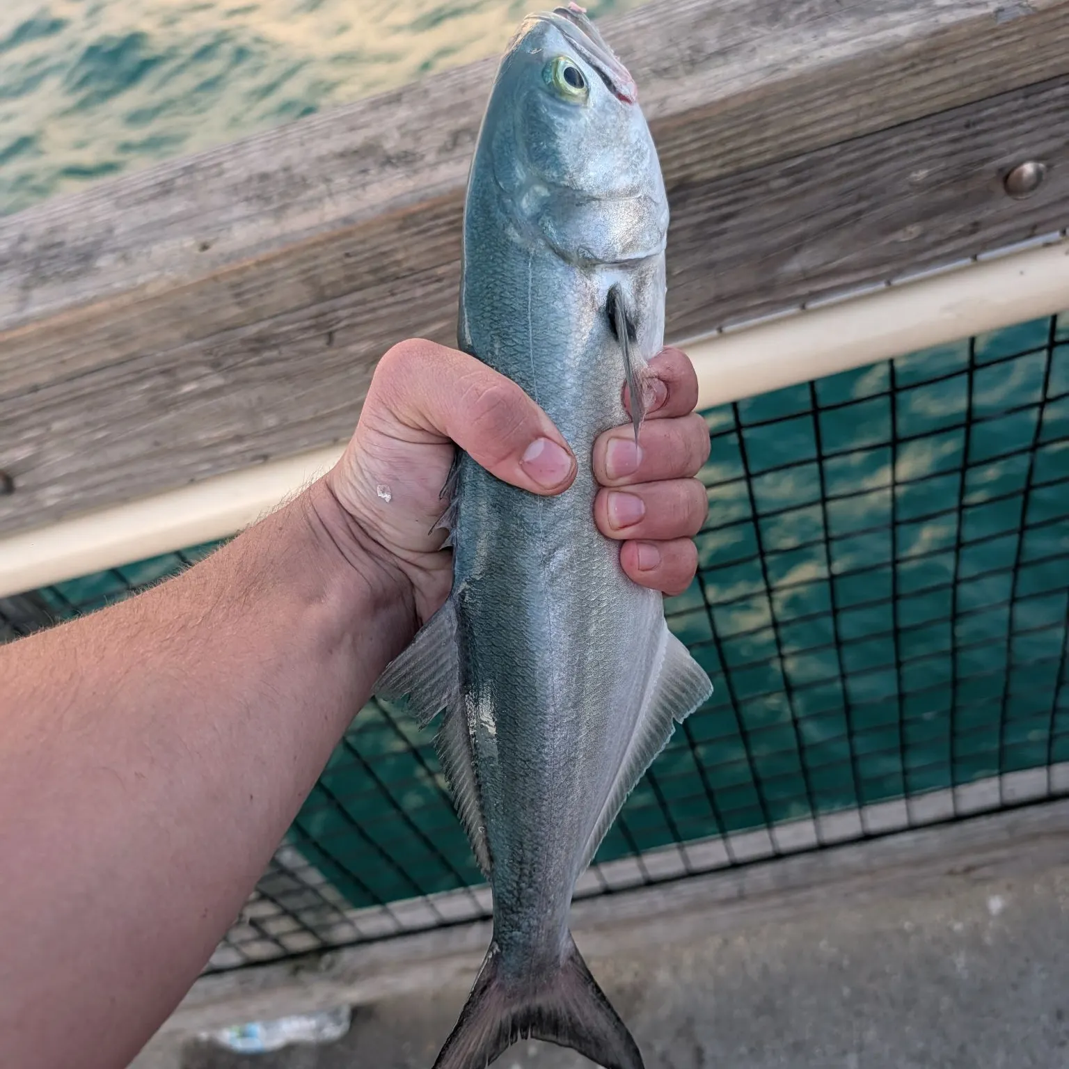 The most recent Bluefish catches on Fishbrain