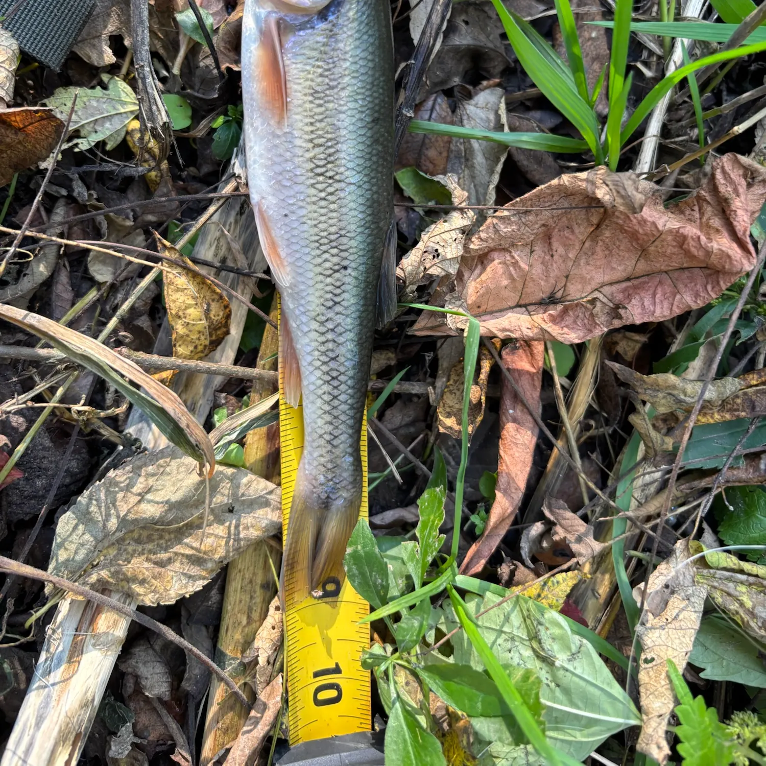 Creek chub caught on Fishbrain