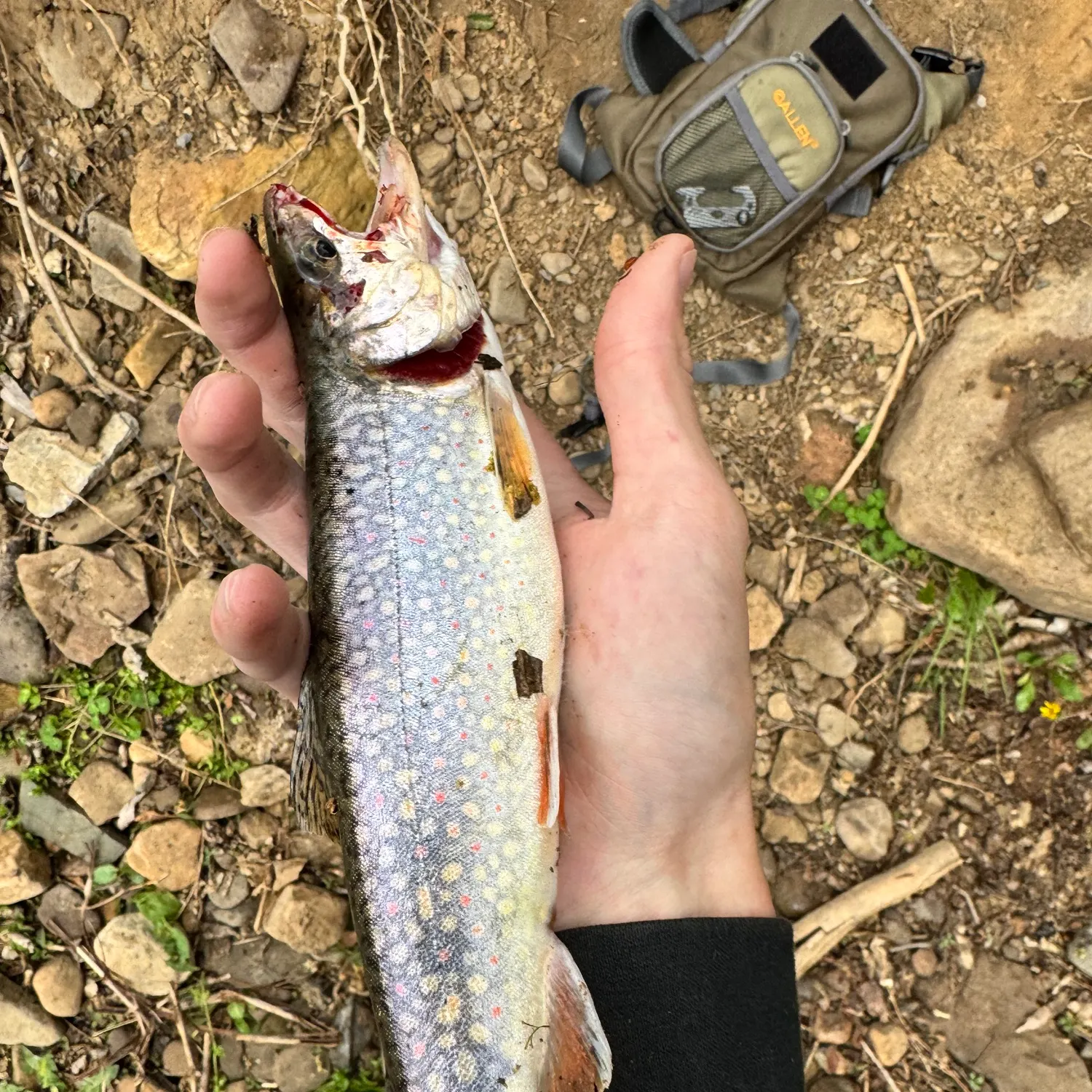 recently logged catches