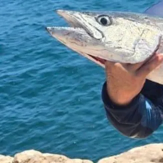 The most recent Narrow-barred Spanish mackerel catches on Fishbrain