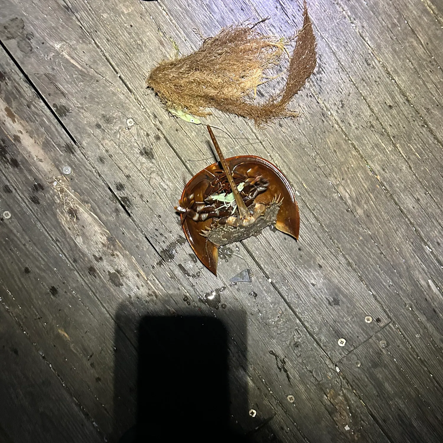 The most recent Atlantic horseshoe crab catches on Fishbrain