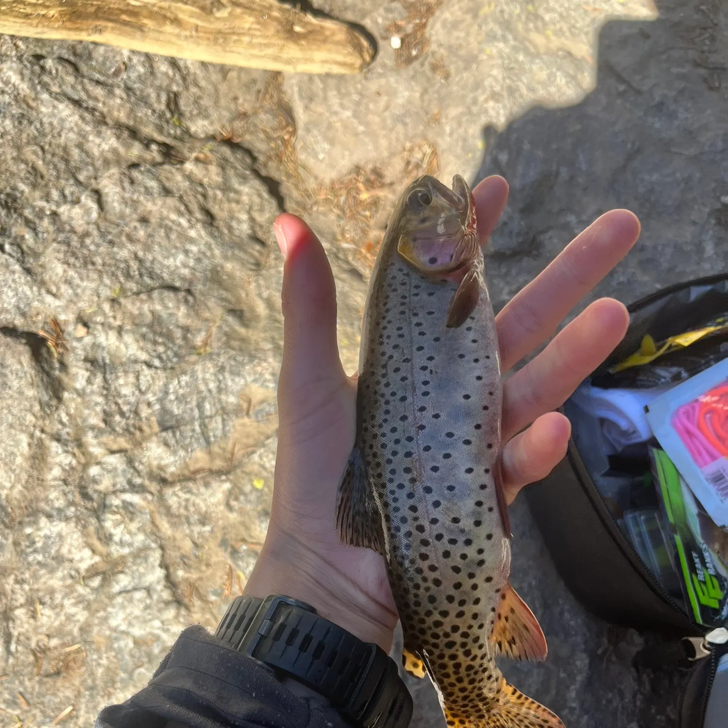 The most recent Rocky Mountain cutthroat trout catches on Fishbrain