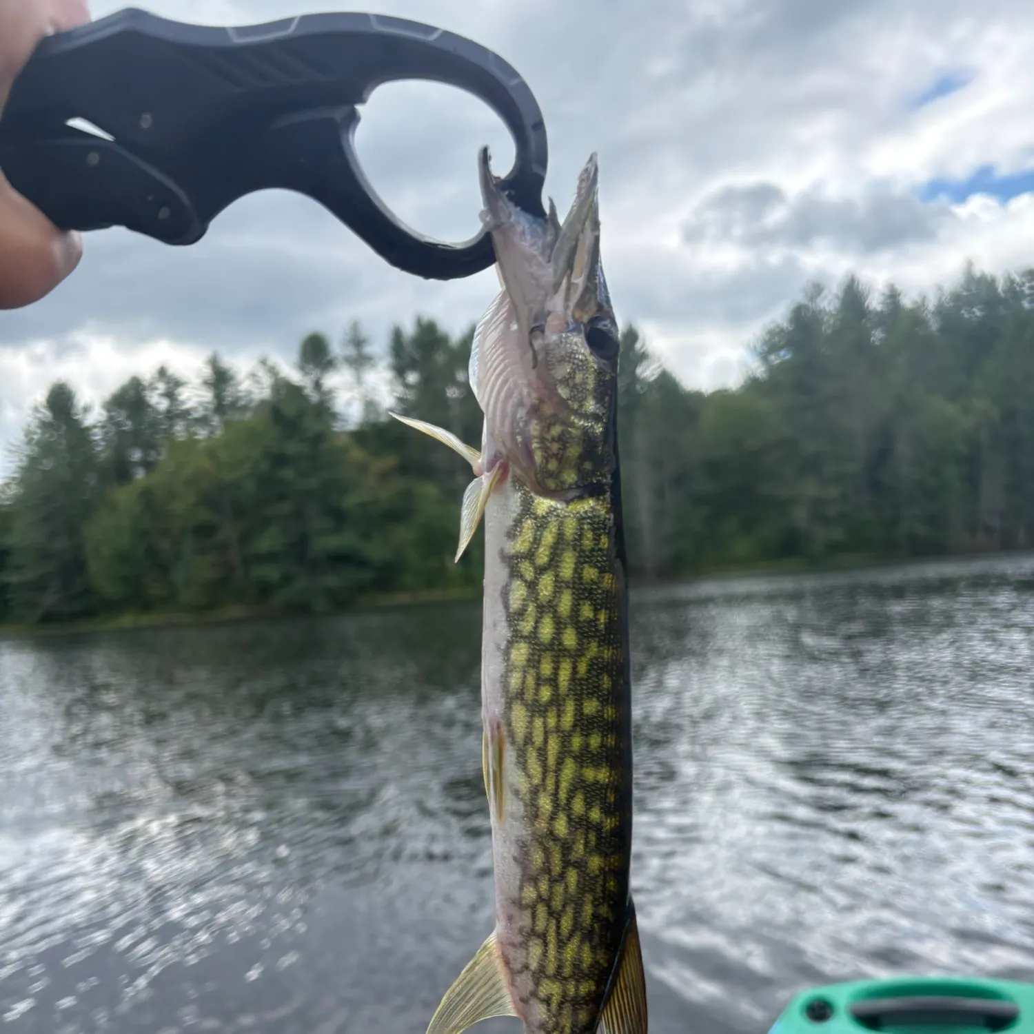 Chain pickerel caught on Fishbrain