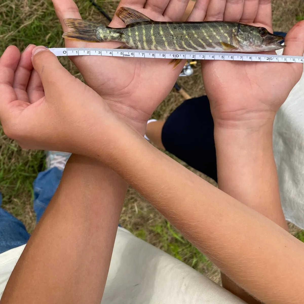 Northern pike caught on Fishbrain