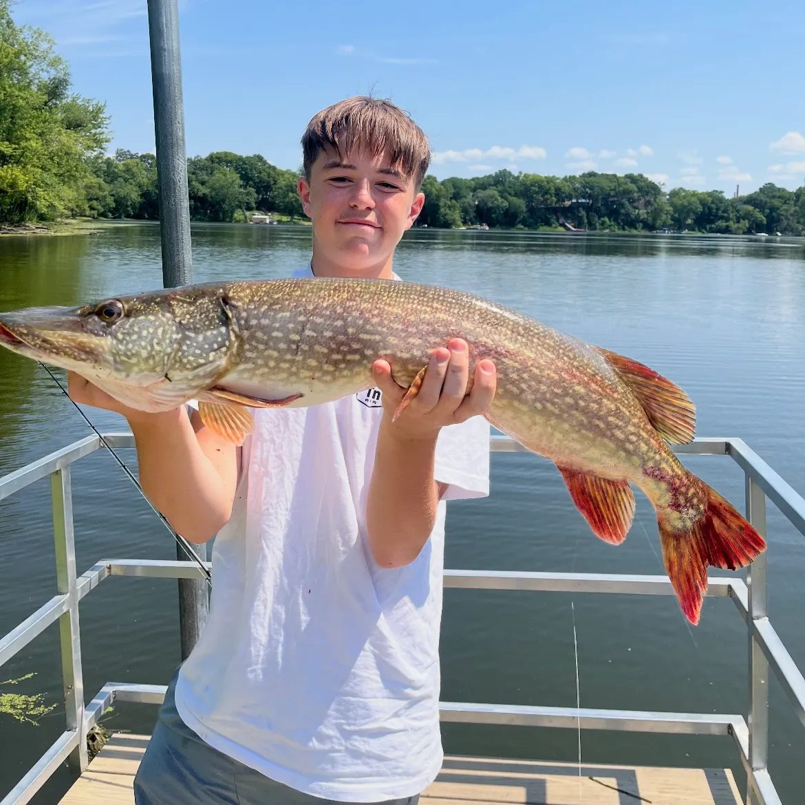 Northern pike caught on Fishbrain