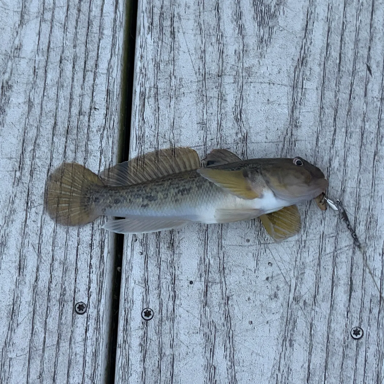 The most recent Round goby catches on Fishbrain
