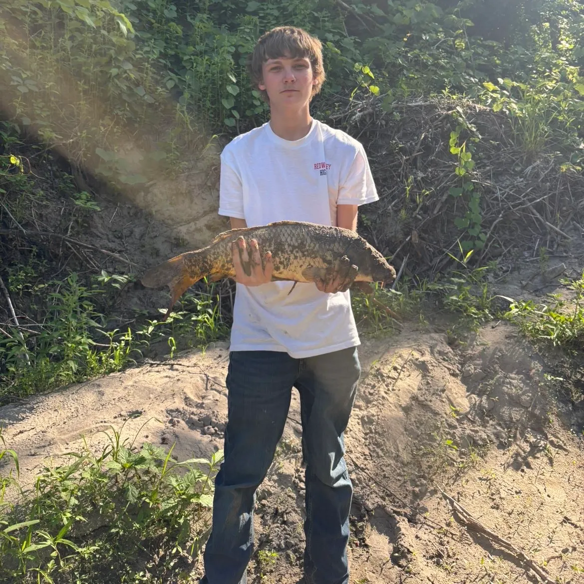 Common carp caught on Fishbrain