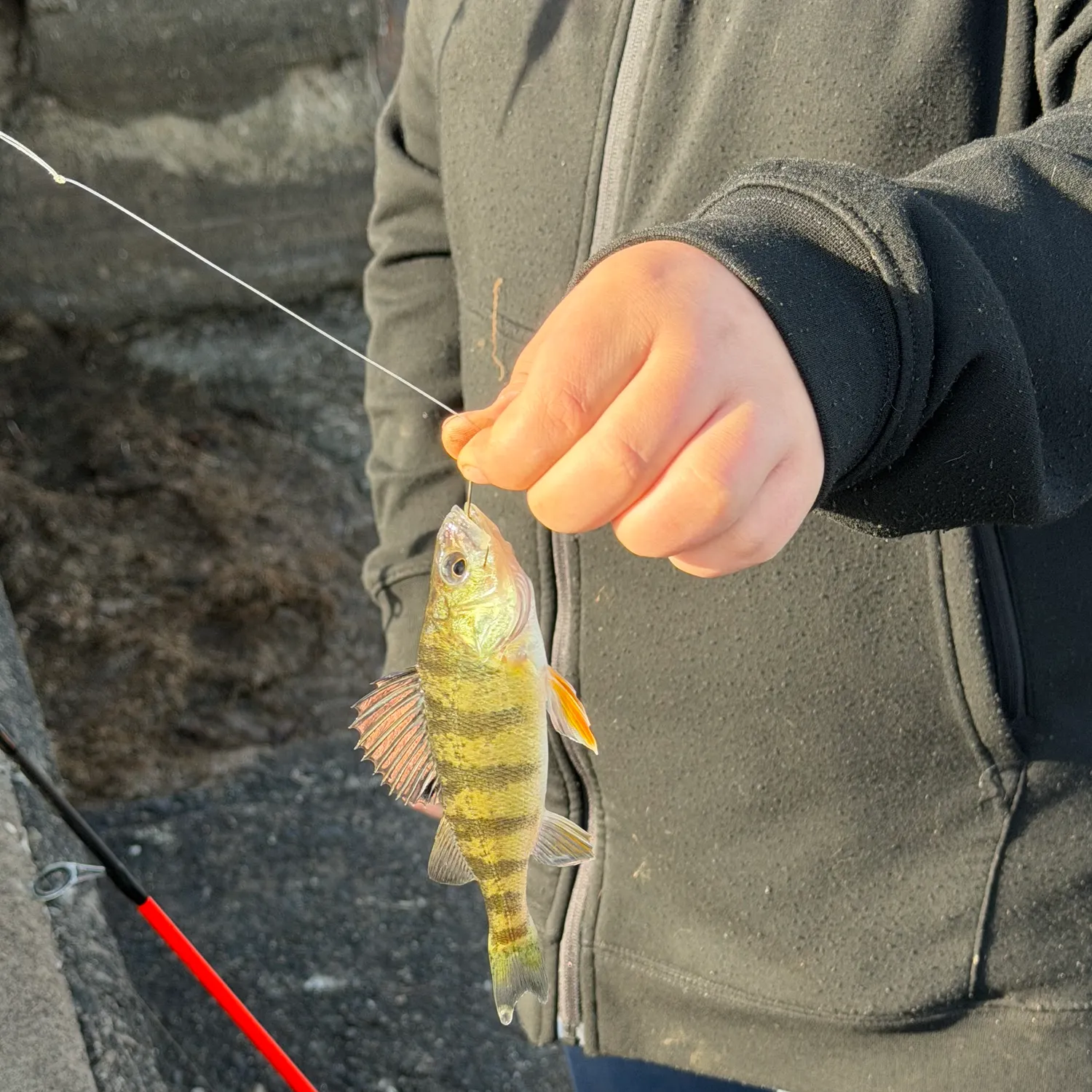 Yellow perch caught on Fishbrain